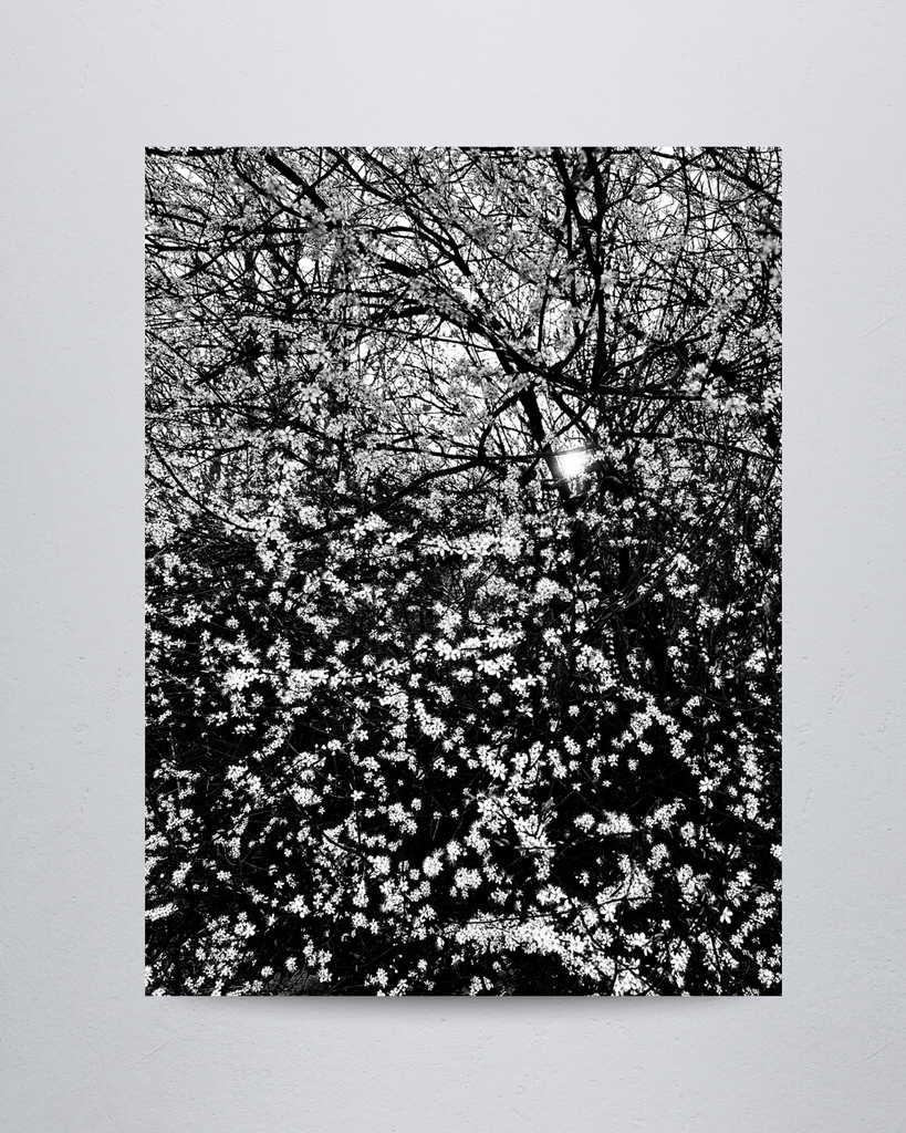 Nature #9
